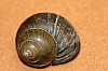 chinese_mystery snail_cipangopaludina_chinensis.jpg